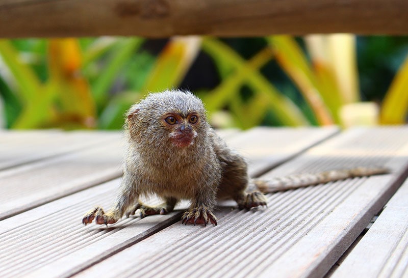 pygmy marmoset