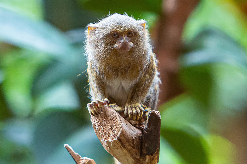 pygmy marmoset