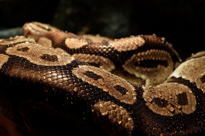 python-pixabay