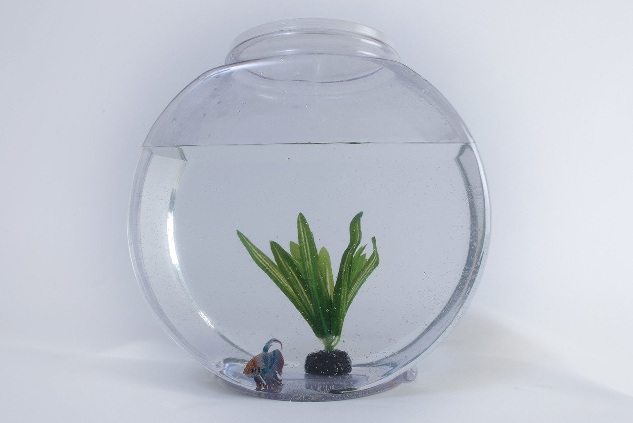 quarantined fish