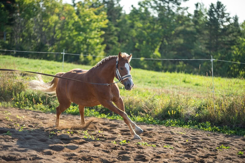 quarter pony in the field