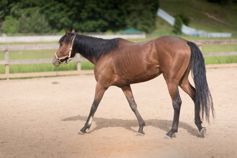 quartet pony walking