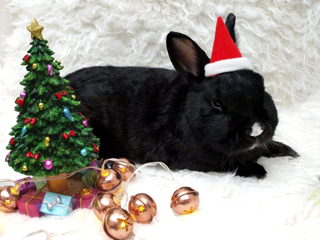 Black New Zealand Rabbit