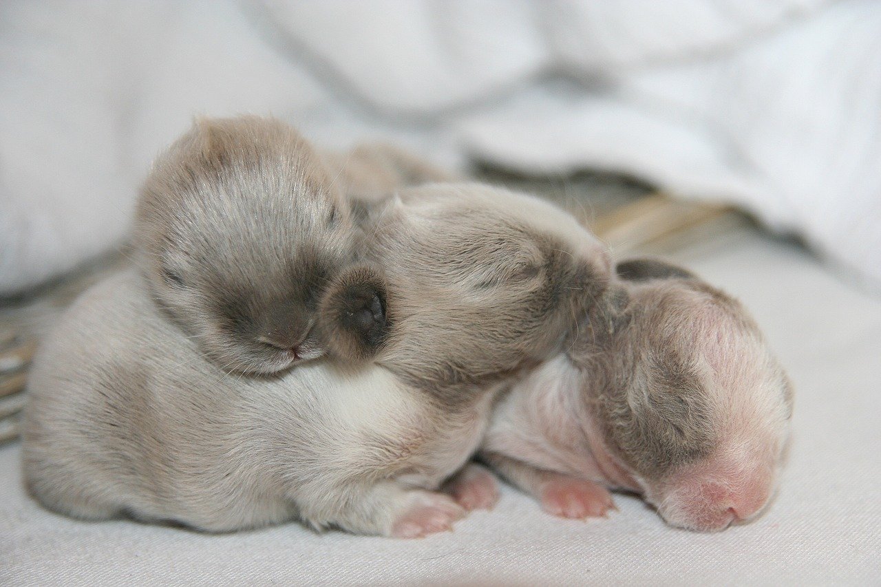 baby rabbits