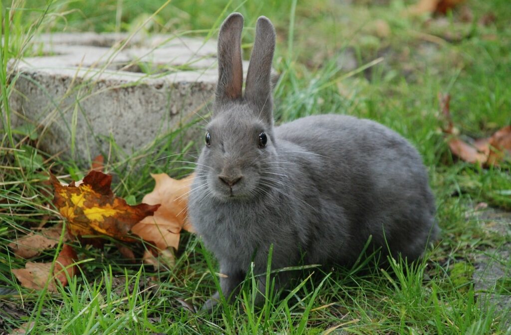 silver fox rabbit