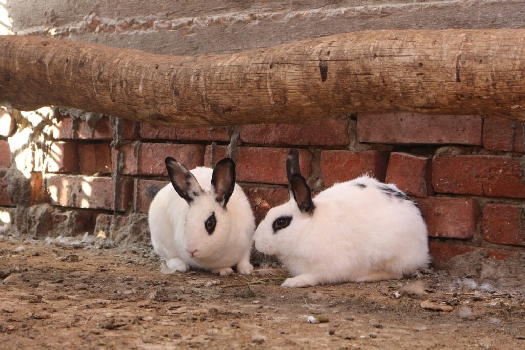 dwarf hotot