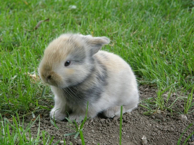 rabbit-baby-pixabay