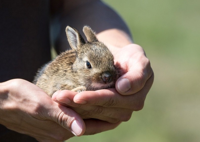 rabbit-bonding-pixabay