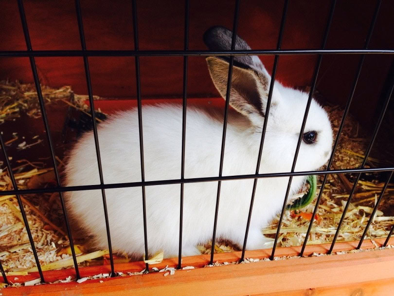 rabbit cage II_photosforyou_Pixabay
