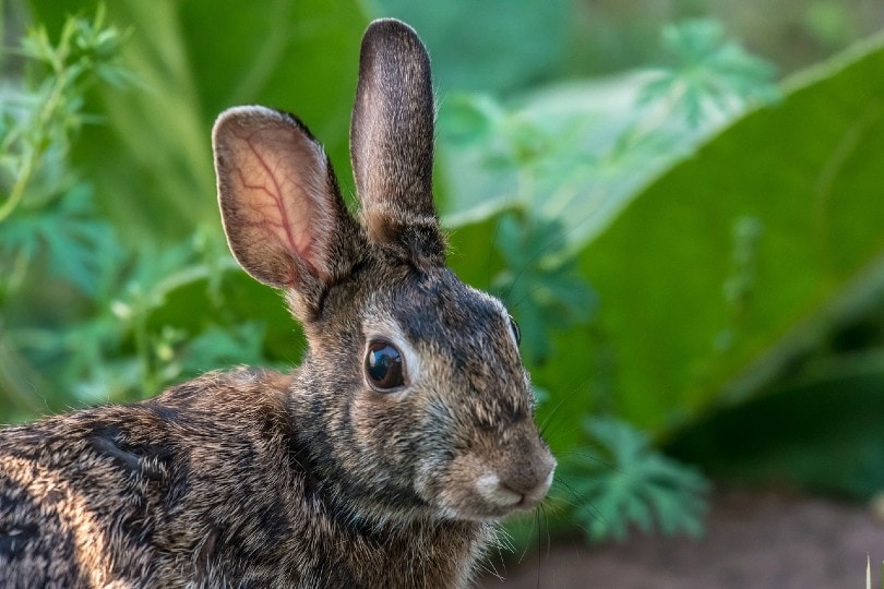rabbit ears