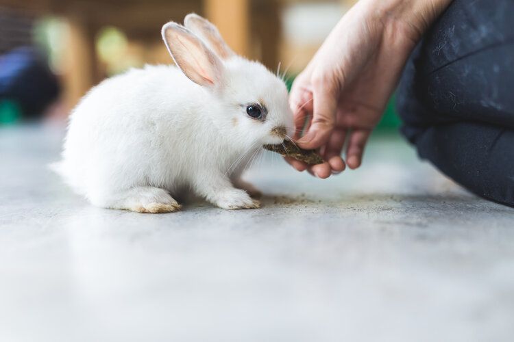 rabbit eating