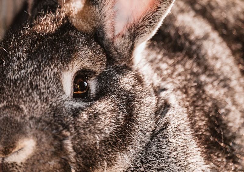 rabbit eye close up shot