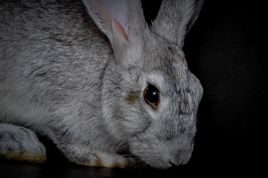 rabbit in the dark
