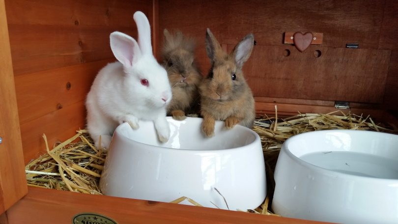 rabbit in cage III_Piqsels