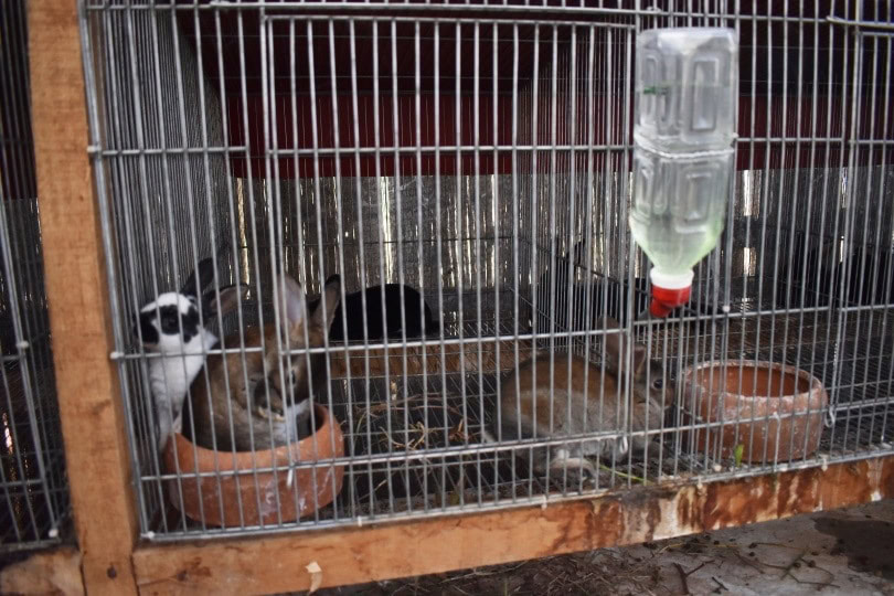 rabbit in cage_AKF Production_Shutterstock