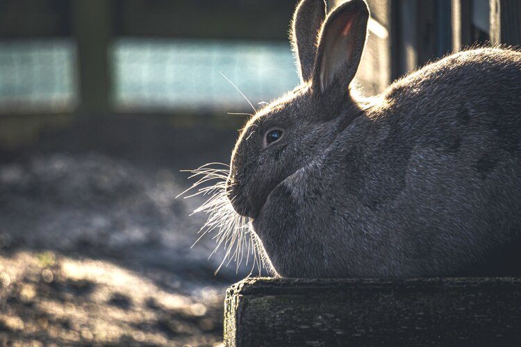 rabbit in hutch