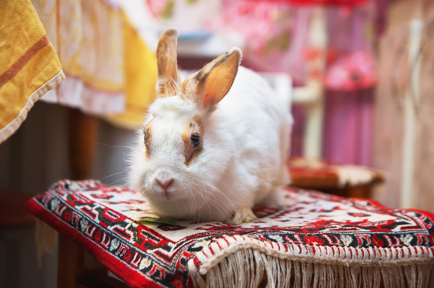 rabbit in its room