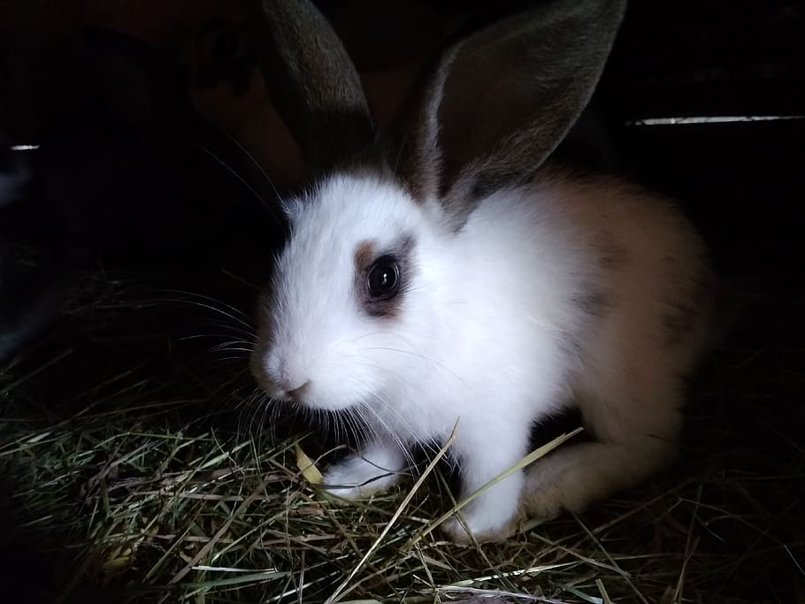 Rabbit in the dark