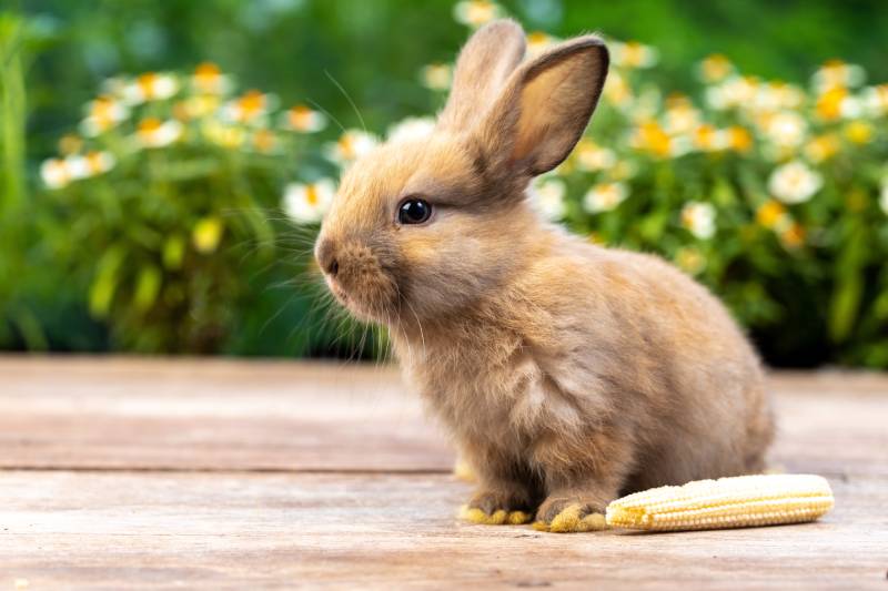 rabbit in the garden with a corn beside it