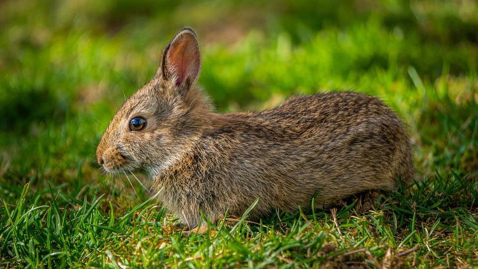 rabbit in the grass
