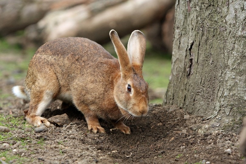rabbit in the yard