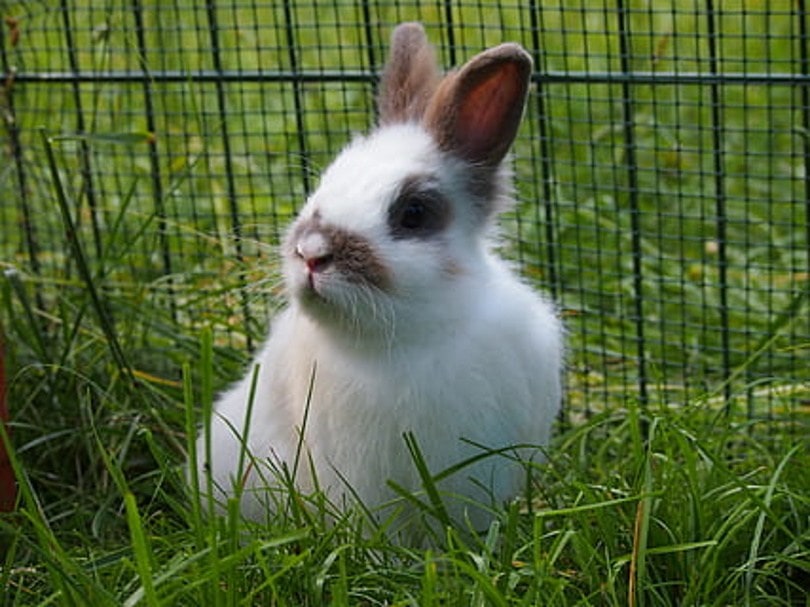rabbit lll, Piqsela