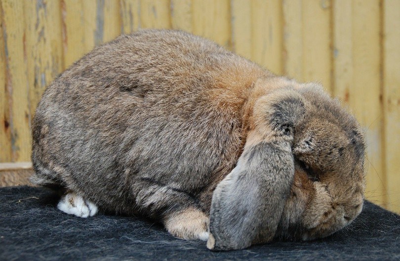 rabbit lying low