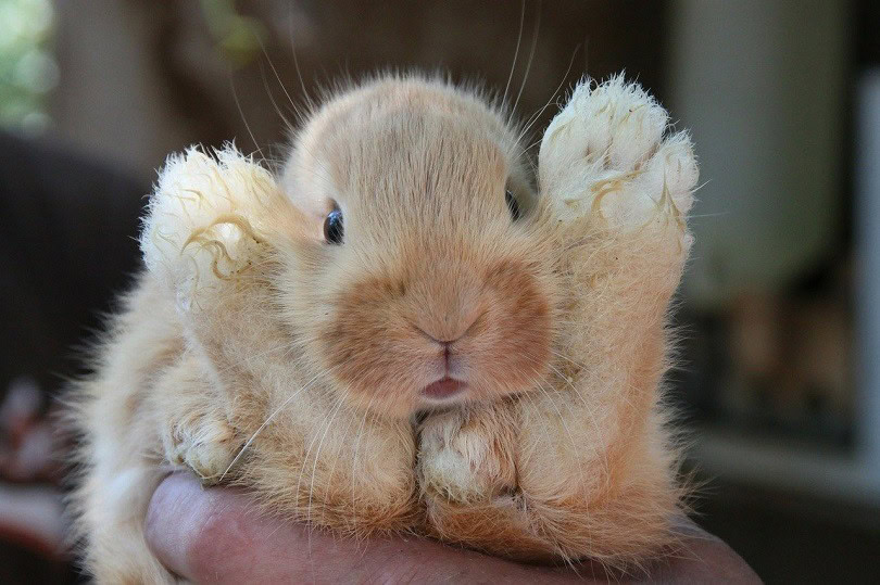 rabbit-play-pixabay rabbit sounds with meaning