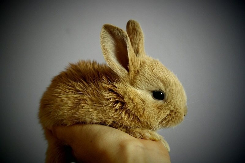 rabbit side