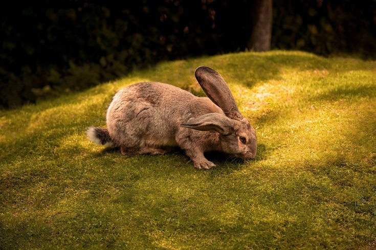 rabbit