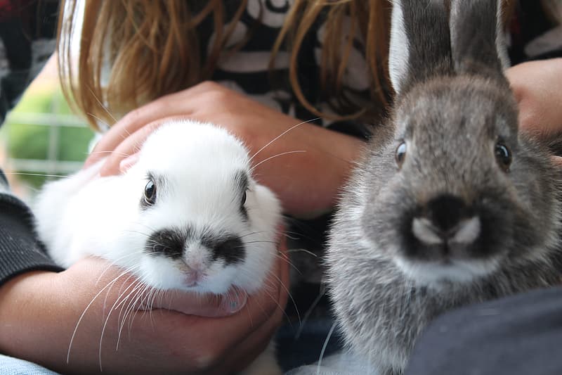rabbits