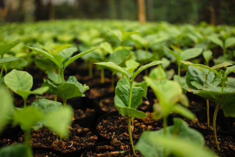 arabica coffee seedlings