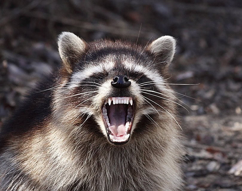 raccoon lV