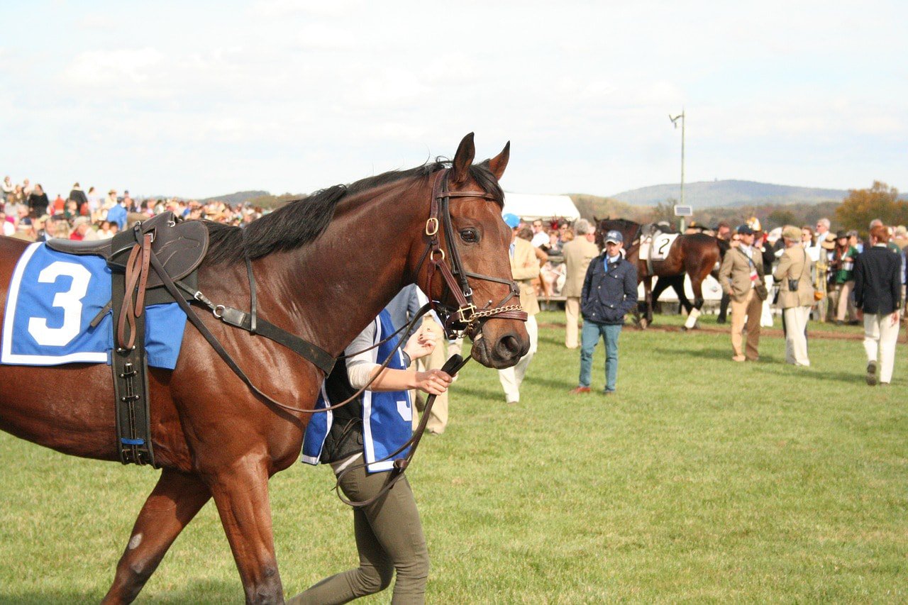 racehorse #3