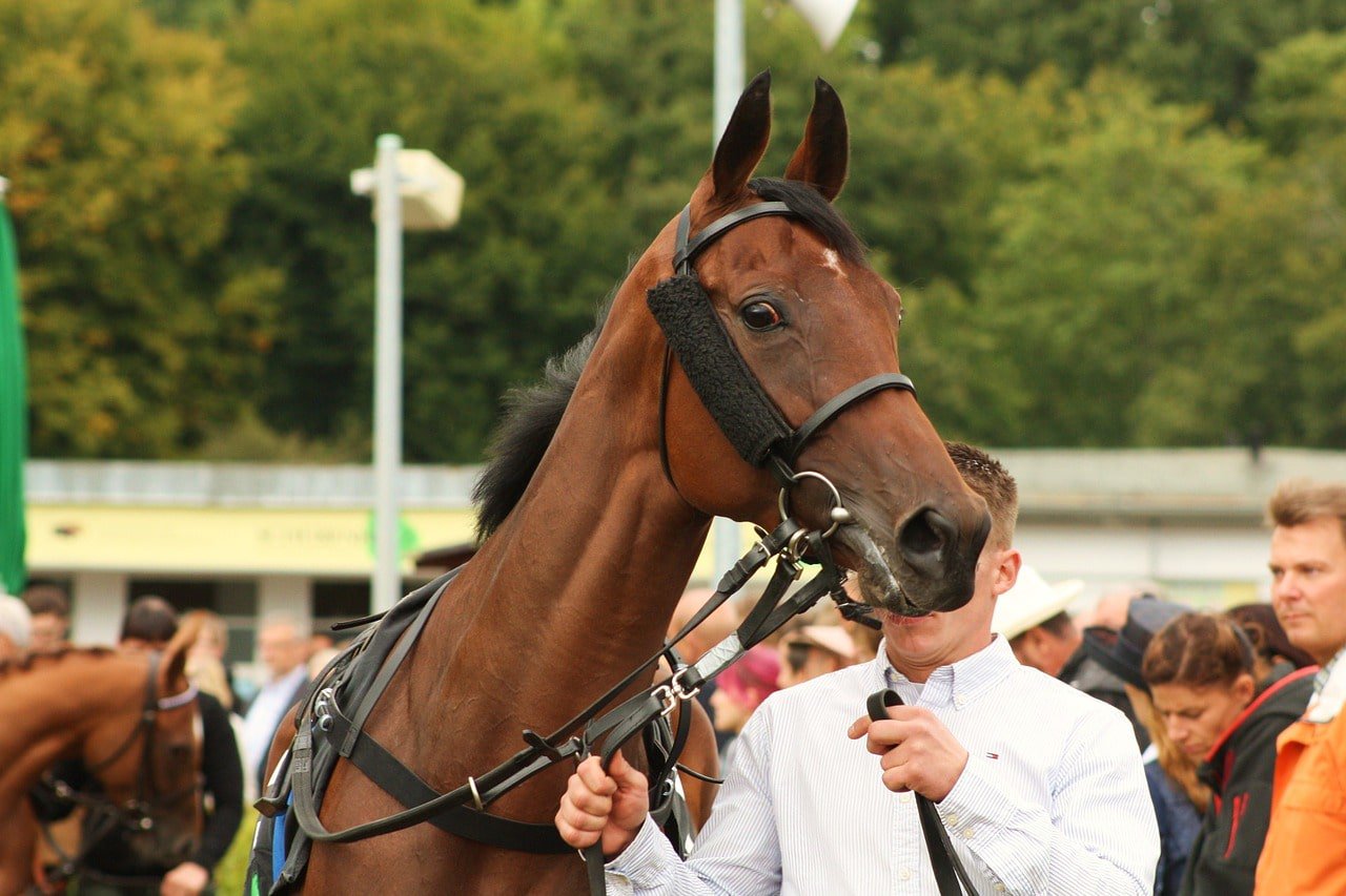 racehorse with trainer