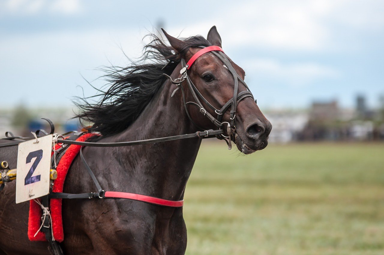 racehorse