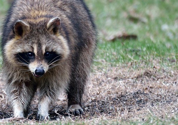racoon walking