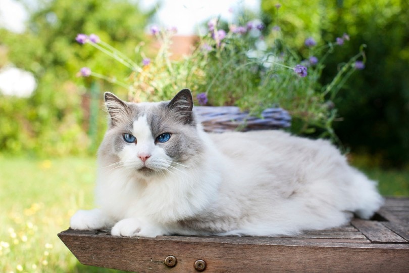 ragdoll cat lying relaxed in the garden in summer