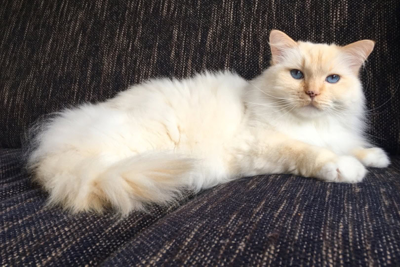 ragdoll cat lying