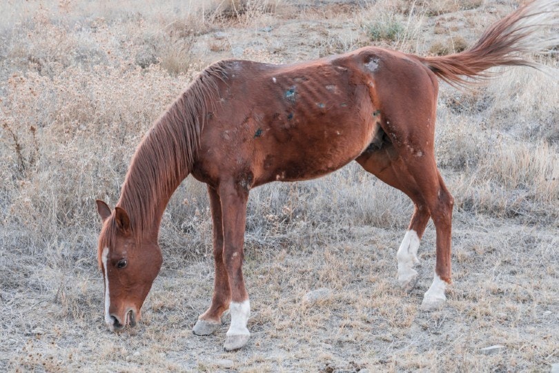 rain rot on horse