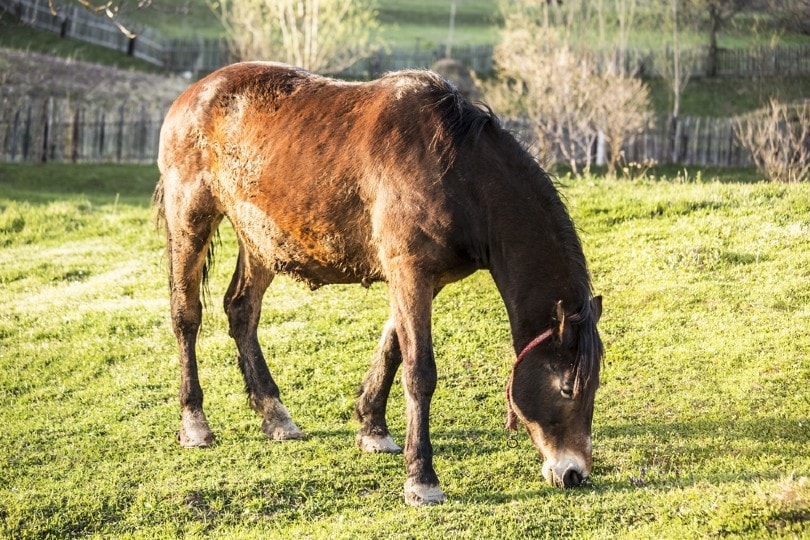 rain scald on horse