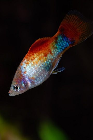 rainbow platy_Celso Margraf_shutterstock