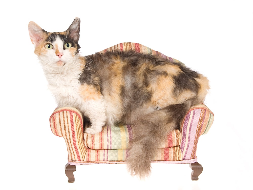 Rare Skookum cat on the couch