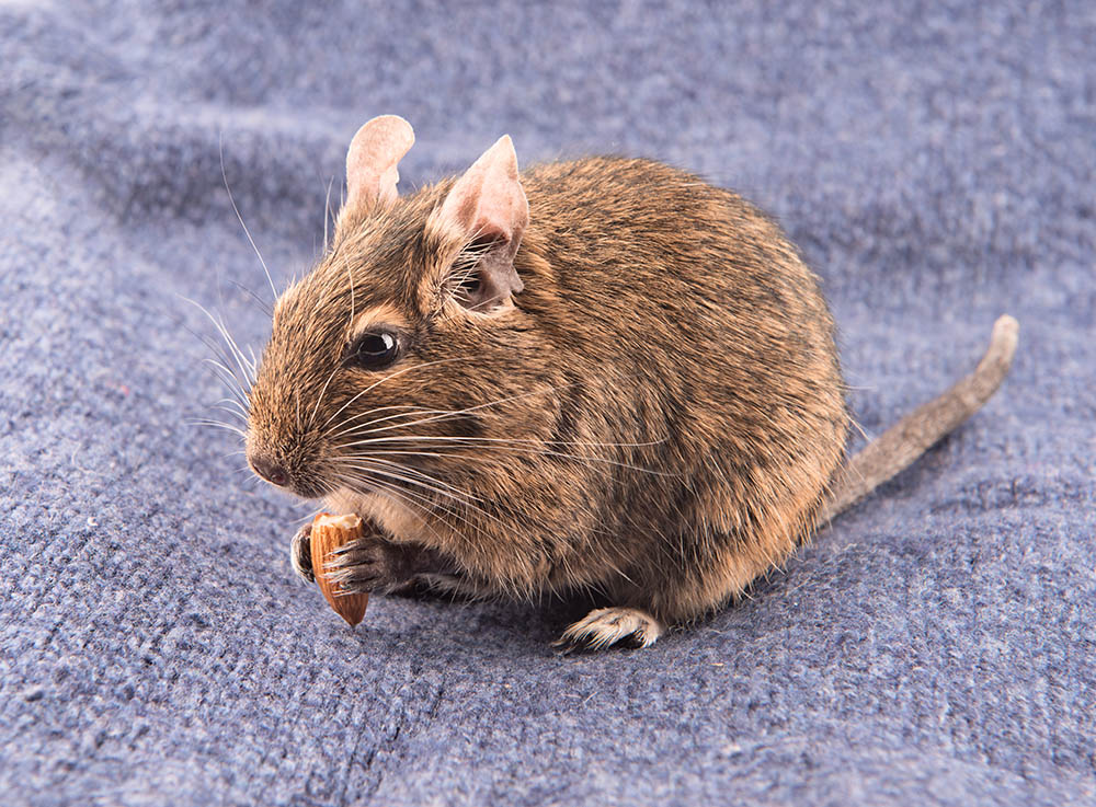 rat eating almond