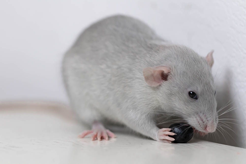rat holding a blueberry