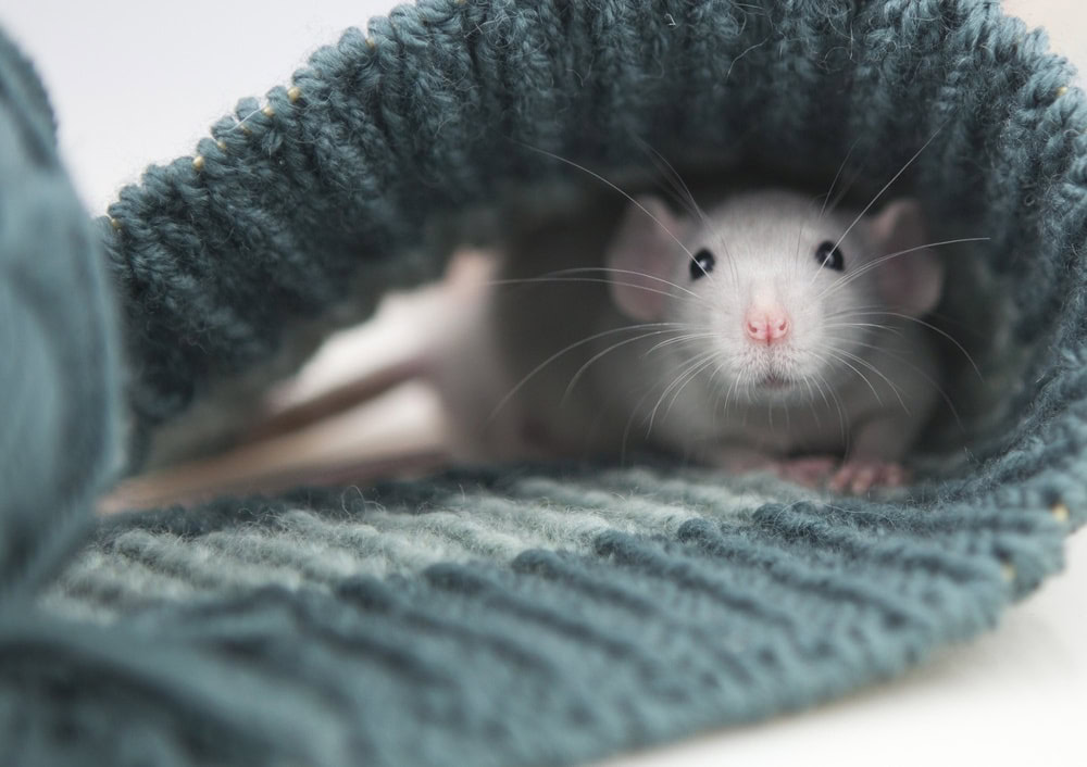 Rat wrapped in scarf