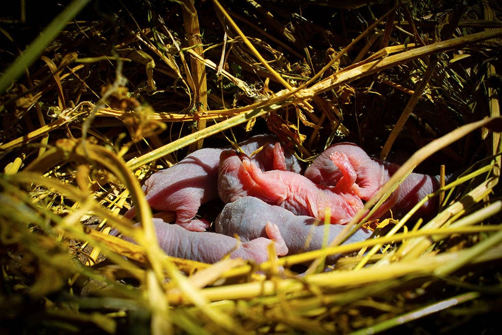 rat litter in the nest