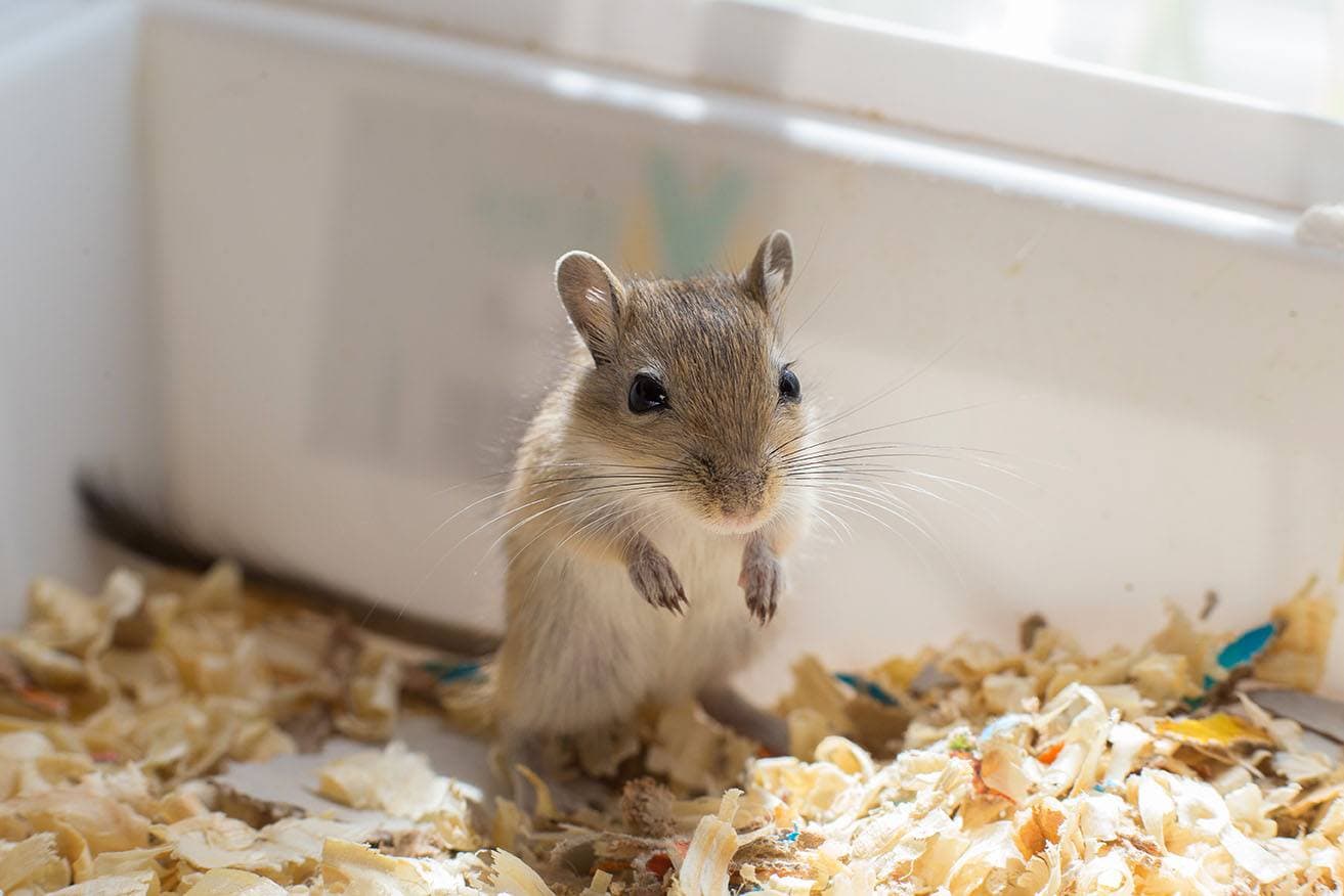 rat with wood litter