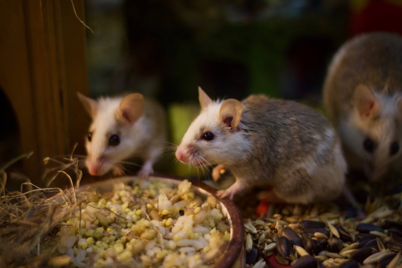 rats eating