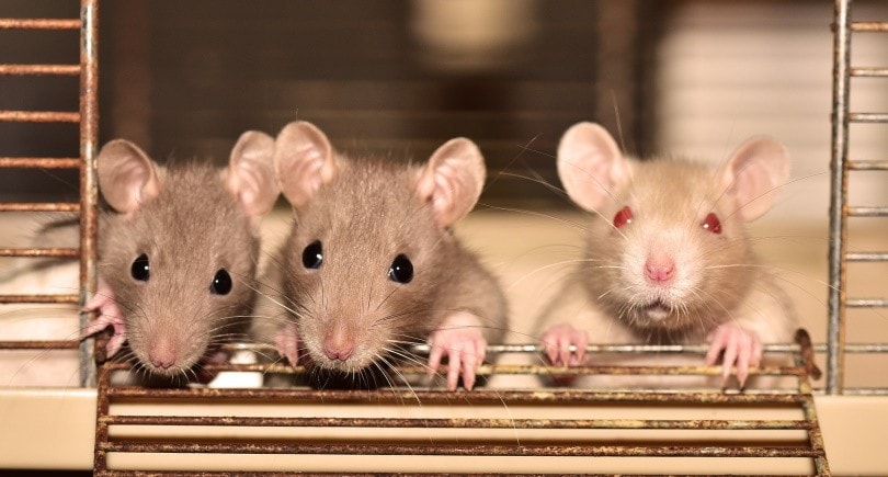 rats in cage_sipa_Pixabay